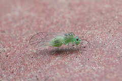 Stenopsocus