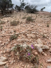 Oxytropis oreophila