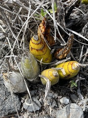 Mormodes