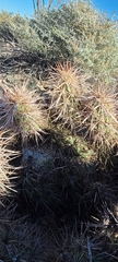Grusonia kunzei