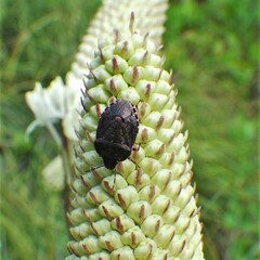 Holcostethus tristis