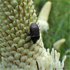 Holcostethus tristis