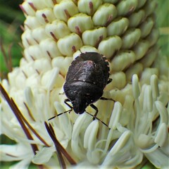 Holcostethus tristis