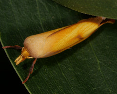 Wingia aurata