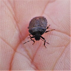 Holcostethus tristis