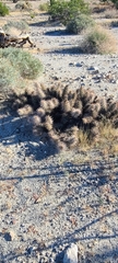 Grusonia kunzei