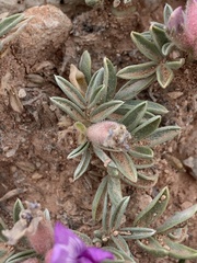 Oxytropis oreophila