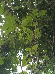 Tetrastigma obtectum glabrum