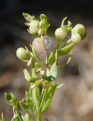 Galium bolanderi