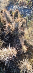 Grusonia kunzei