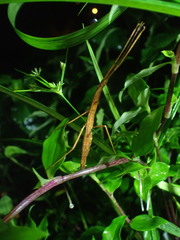 Ocnophiloidea regularis