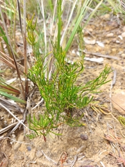 Acacia bynoeana