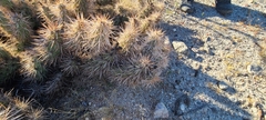 Grusonia kunzei