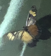 Lepidoptera