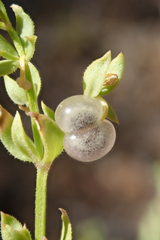 Galium bolanderi