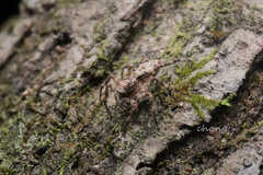 Phaeacius malayensis