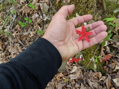 Silene virginica