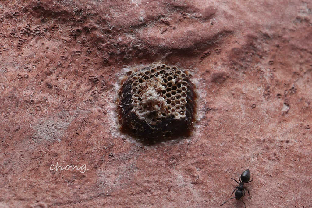 Sycanus from 中国海南省五指山市 on January 23, 2022 at 05:39 PM by 虫虫 · iNaturalist