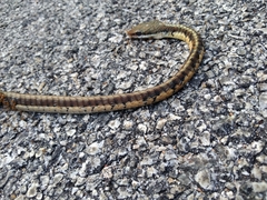 Dendrelaphis tristis