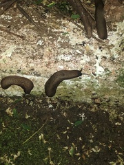 Stylommatophora