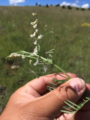 Vicia pulchella