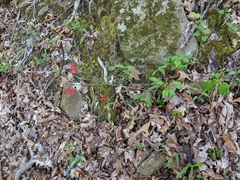 Silene virginica