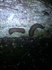 Stylommatophora