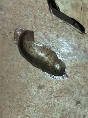Stylommatophora
