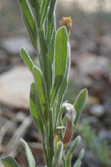 Erigeron breweri