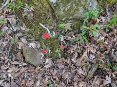 Silene virginica