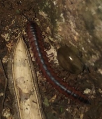Diplopoda