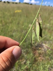 Vicia pulchella