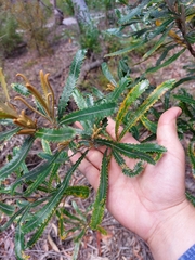 Banksia aemula