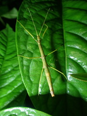 Ocnophiloidea regularis