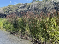 Machaerina articulata