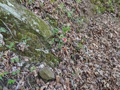 Silene virginica