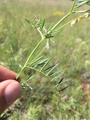 Vicia pulchella