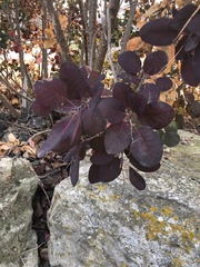 Cotinus
