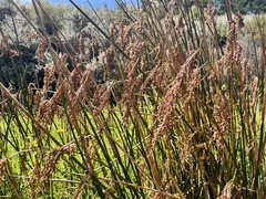 Machaerina articulata