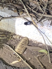 Insecta