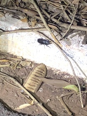 Insecta