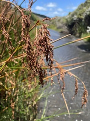 Machaerina articulata