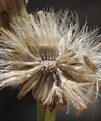 Erigeron breweri