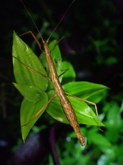 Ocnophiloidea regularis