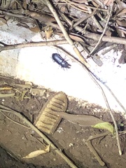 Insecta