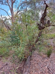 Banksia aemula