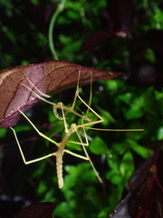 Ocnophiloidea regularis