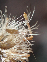 Erigeron breweri