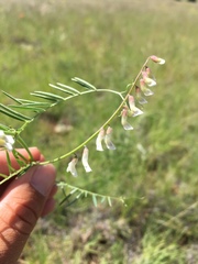 Vicia pulchella