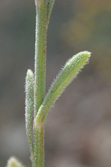 Erigeron breweri